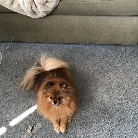 Meet your Posher, Roberta - Picture 4 of 4